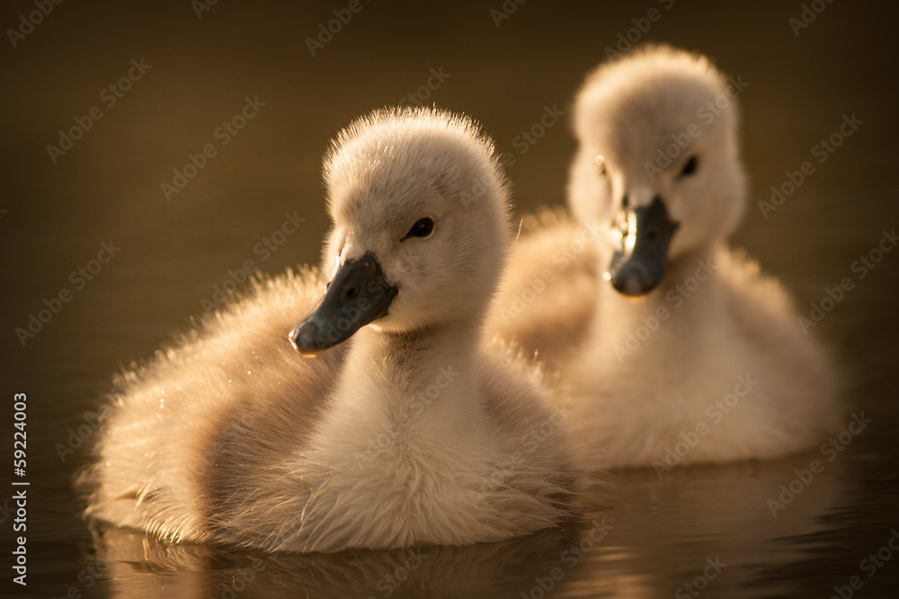 young swan