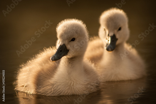 young swan © jurra8