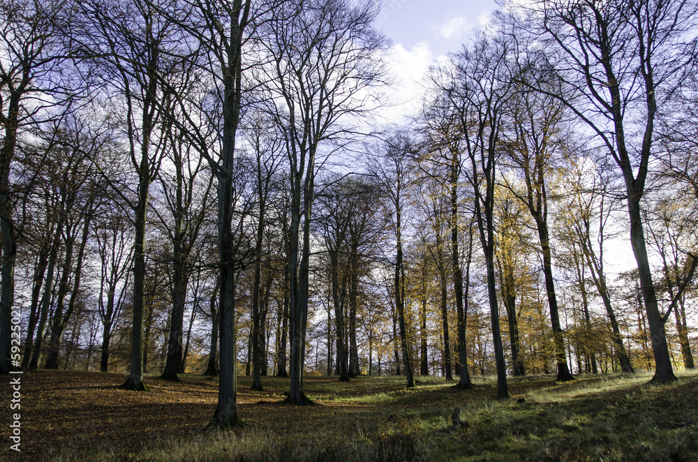 Beech forest in late autumn