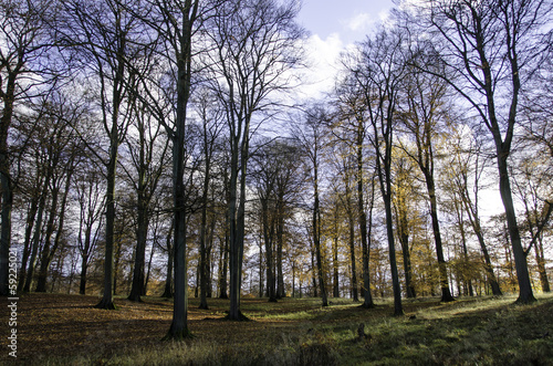 Beech forest in late autumn