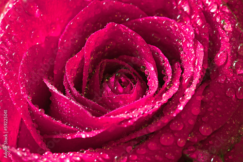 Fototapeta Naklejka Na Ścianę i Meble -  pink rose with water drops