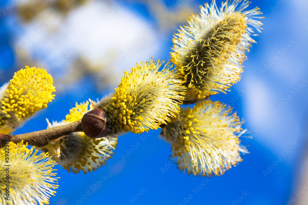 Fototapeta premium branches blossom in the spring
