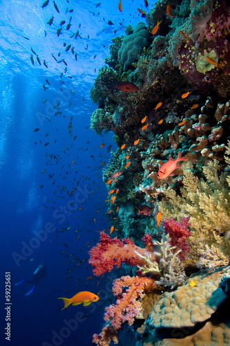 Fototapeta Naklejka Na Ścianę i Meble -  Photo of coral colony