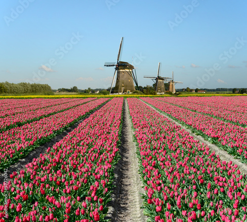 Fototapeta Naklejka Na Ścianę i Meble -  Tulips and windmills in Holland