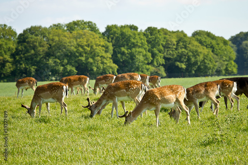 deer herd in Dyrehave park near Copenhagen photo