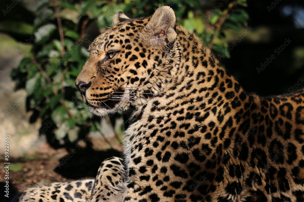 Obraz premium panthère, panther