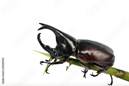 fighting beetle (rhinoceros beetle) © wonderisland