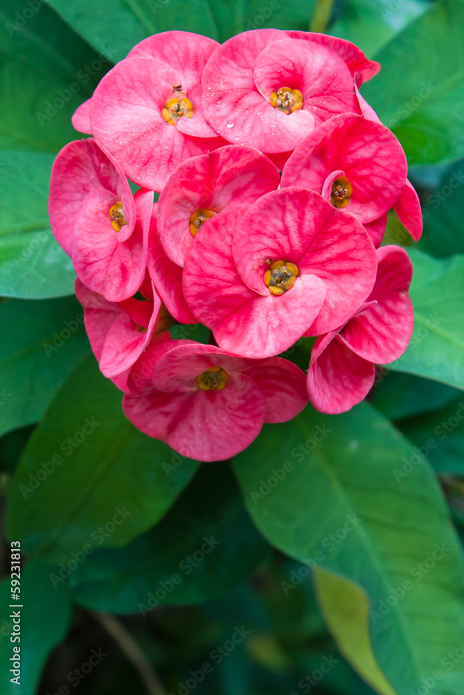 Obraz premium Euphorbia milii flowers.