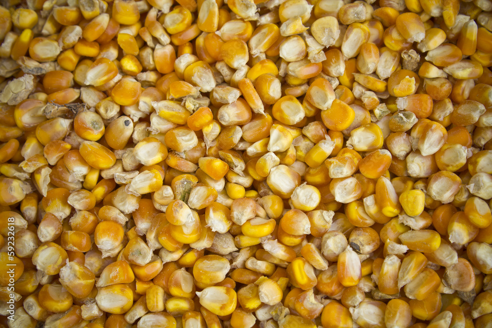 Corn seeds background. Corn seeds background.