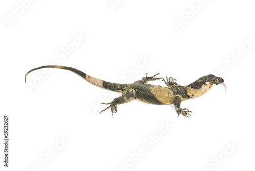 Bells Phase Lace Monitor, goanna, isolated on white background.