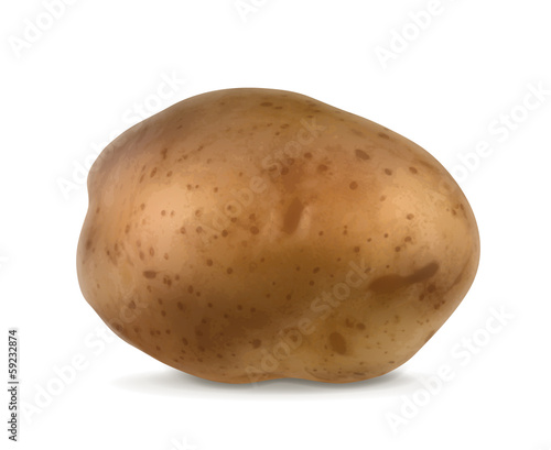 Potato, vector illustration