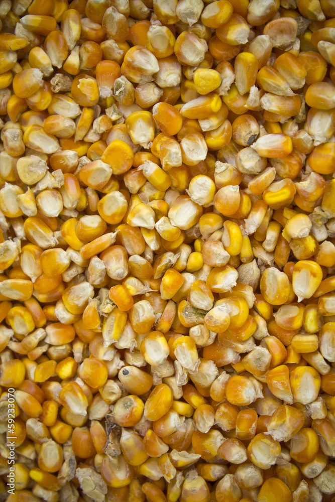 Corn seeds background. Corn seeds background.