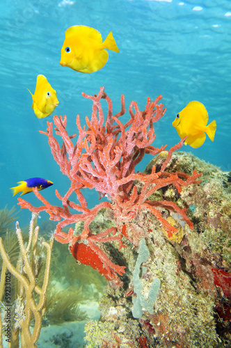 Rope sponge and colorful tropical fish