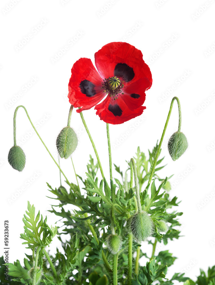 Naklejka premium Poppy