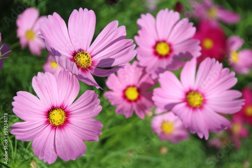 Pink Cosmos Flower