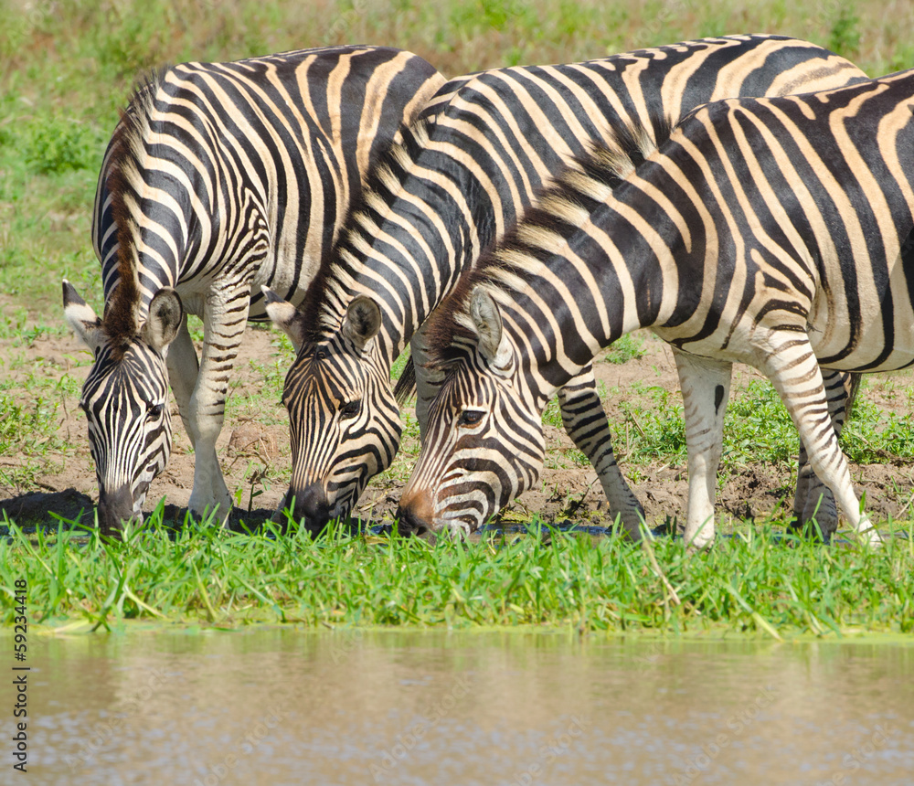 Burchell's Zebra, Kruger National Park, South Africa Burchell's Zebra, Kruger National Park, South Africa