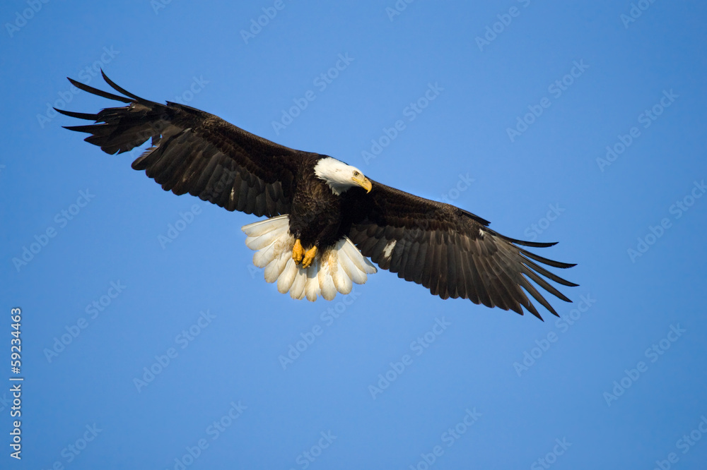 Obraz premium Bald Eagle in Flight , Alaska