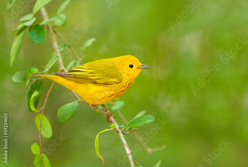Yellow Warbler, male, Green background