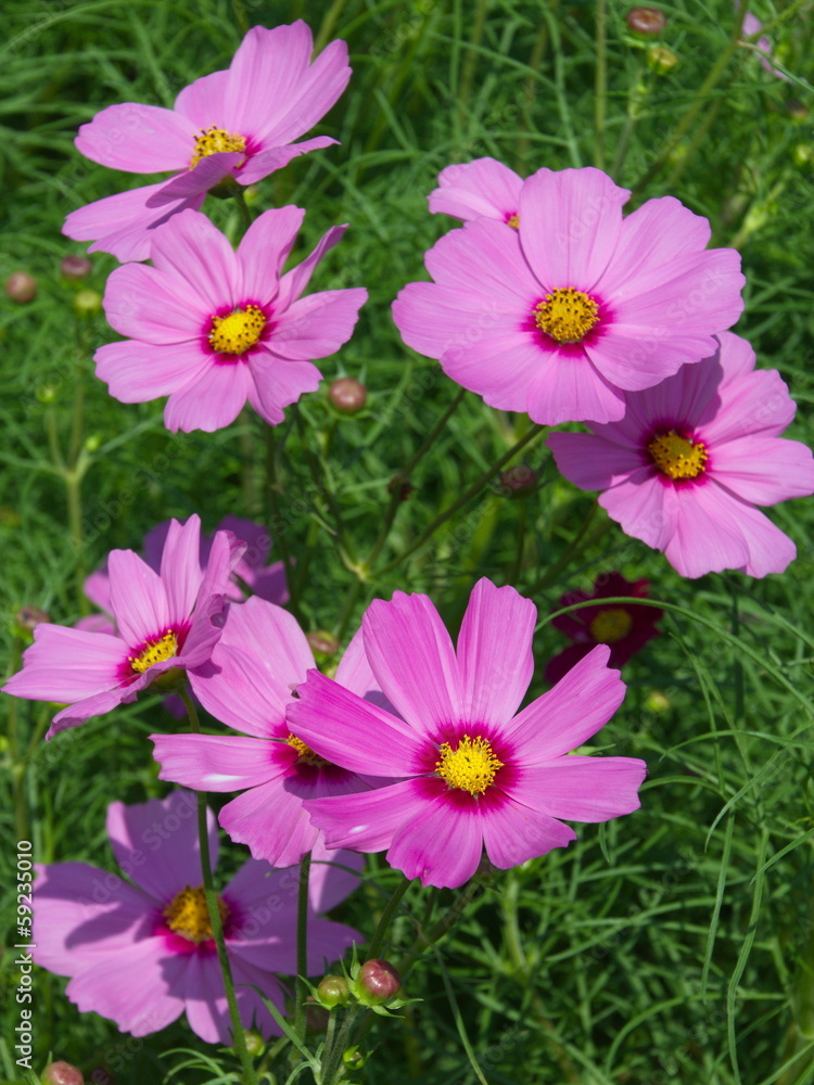 Cosmos Flower Cosmos Flower