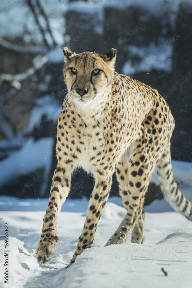 Fototapeta premium Cheetah