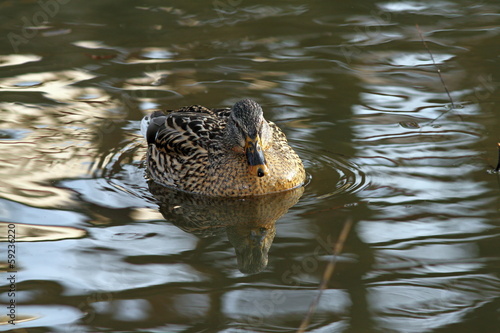 female mallard duck on water