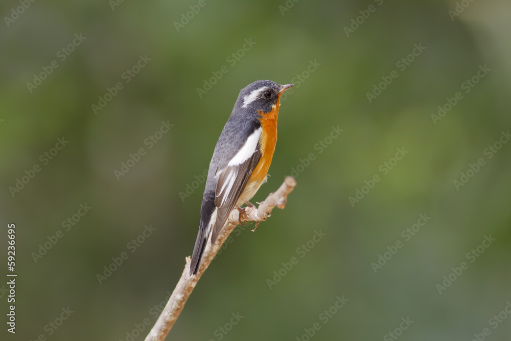 Mugimaki Flycatcher ,Bird of Thailand Mugimaki Flycatcher ,Bird of Thailand
