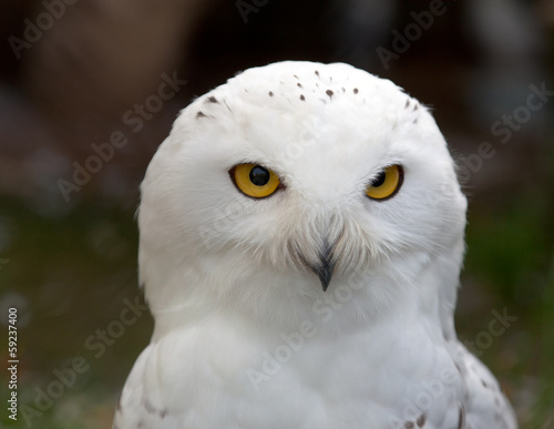 Head of Snowy Owl