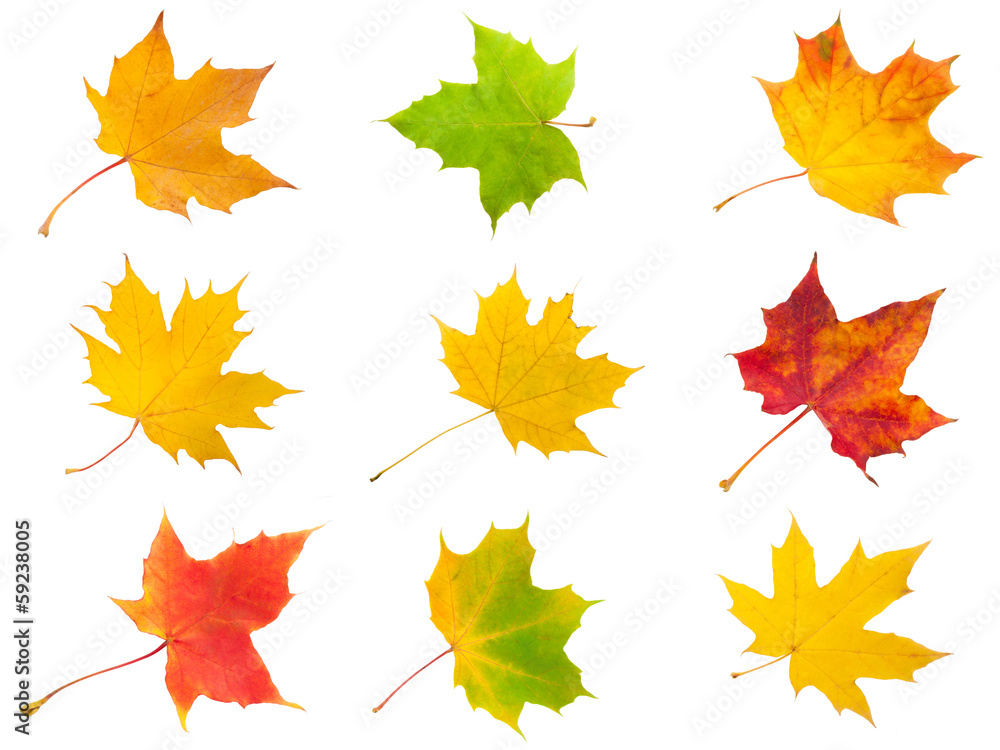 Fototapeta premium Maple leaves