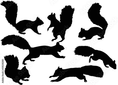seven squirrels on white background
