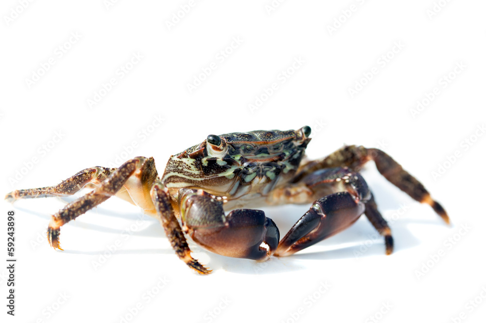 crab