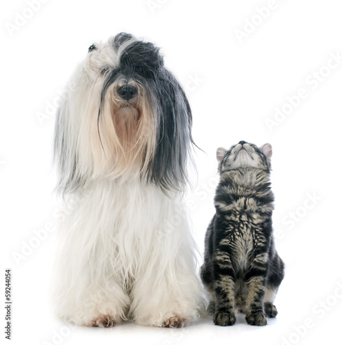Fototapeta Naklejka Na Ścianę i Meble -  tibetan terrier and kitten