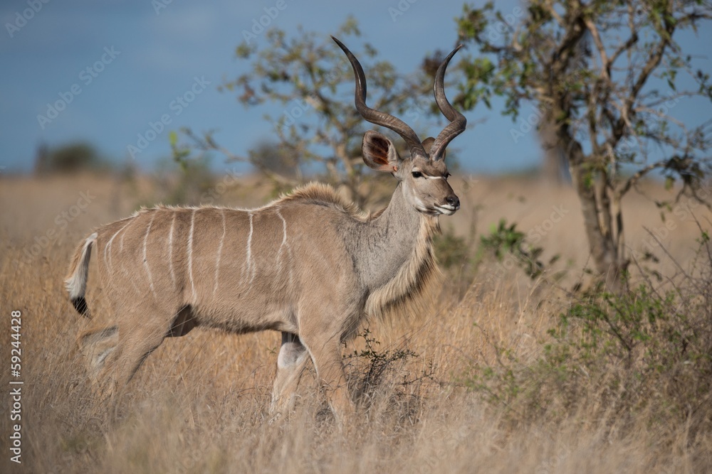 Fototapeta premium Kudu in Kruger National Park