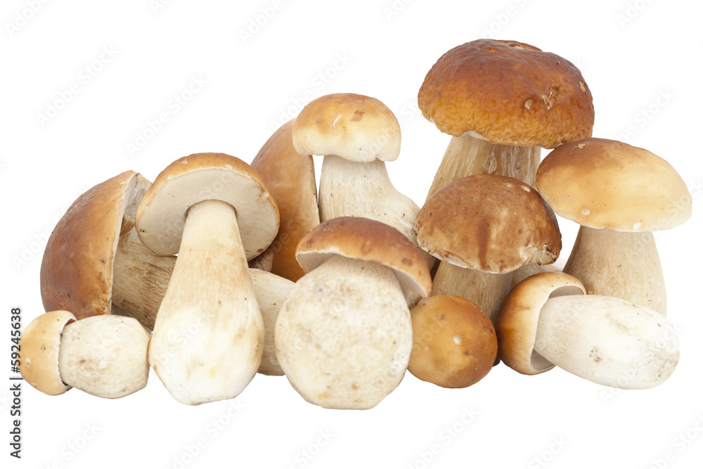 mushrooms mushrooms