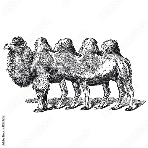 Chameau à quatre bosses