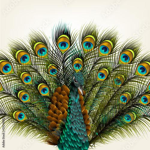 Background with vector detailed peacock on white for design