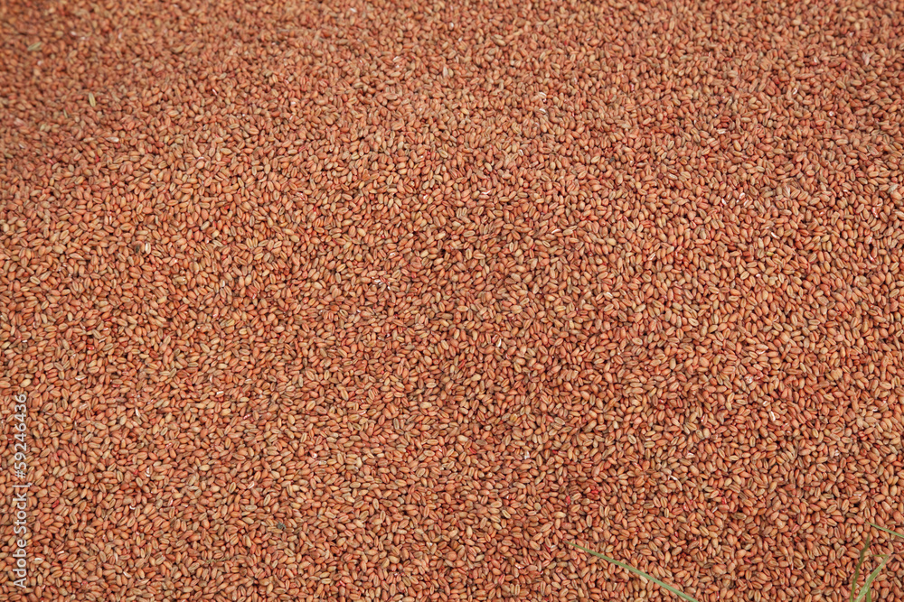 Fototapeta premium dry wheat