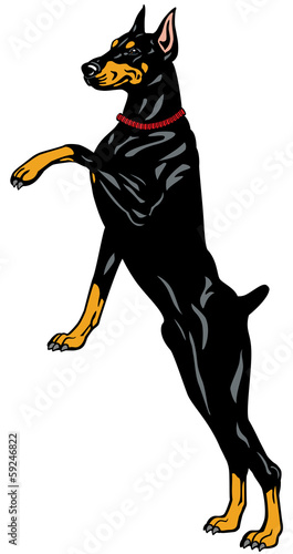 doberman pinscher