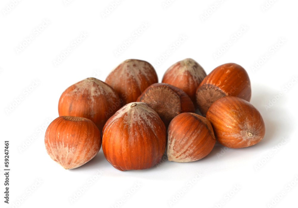Haselnüsse Haselnüsse