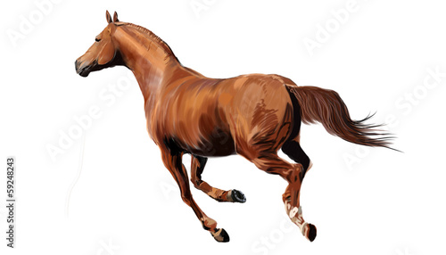 Fototapeta Naklejka Na Ścianę i Meble -  Horse