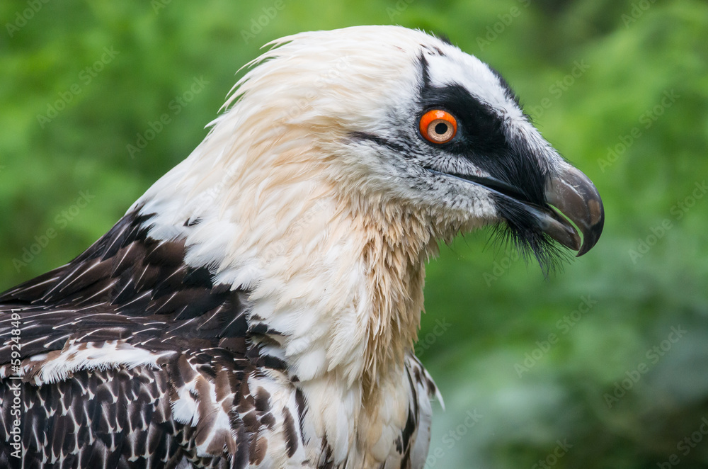 Gypaetus Barbatus Gypaetus Barbatus