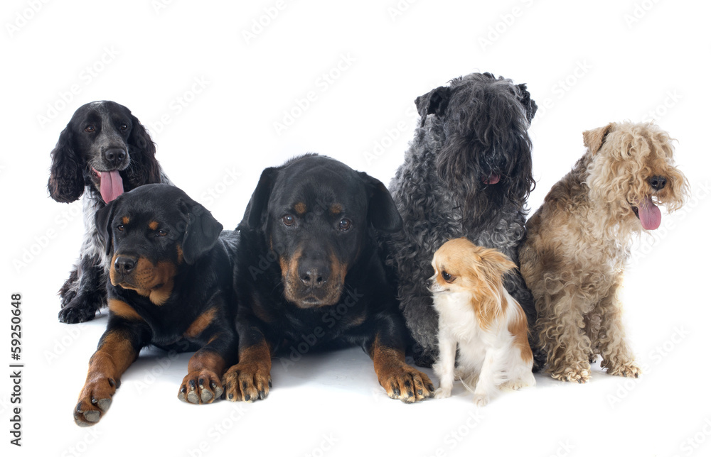 six dogs six dogs