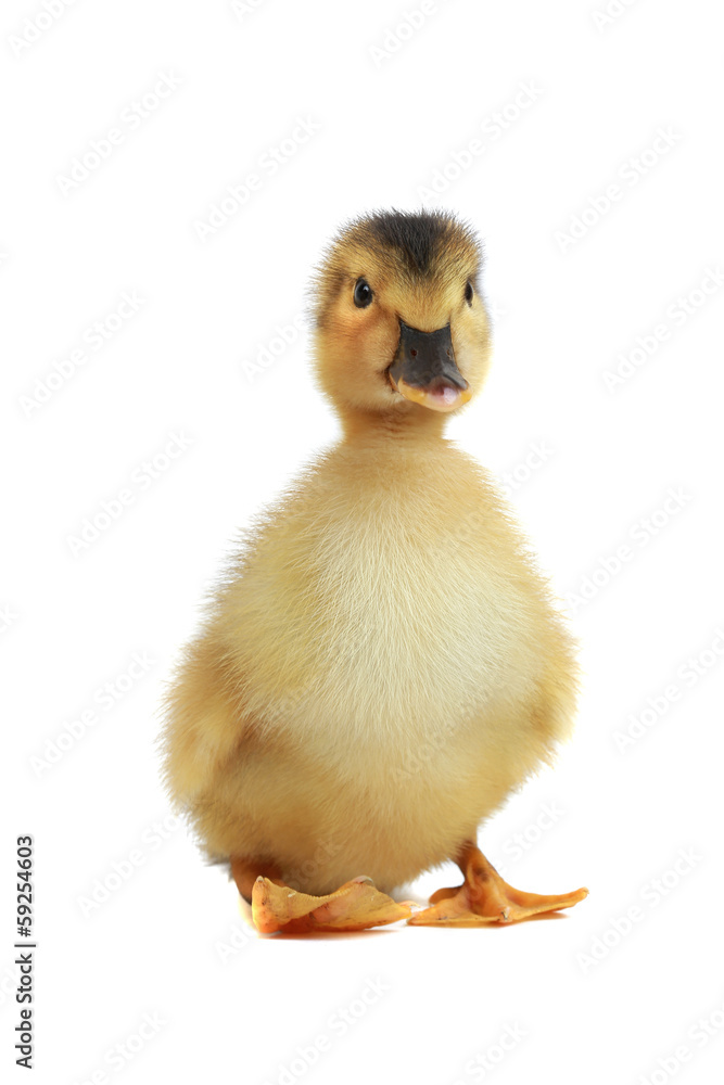 Fototapeta premium duck