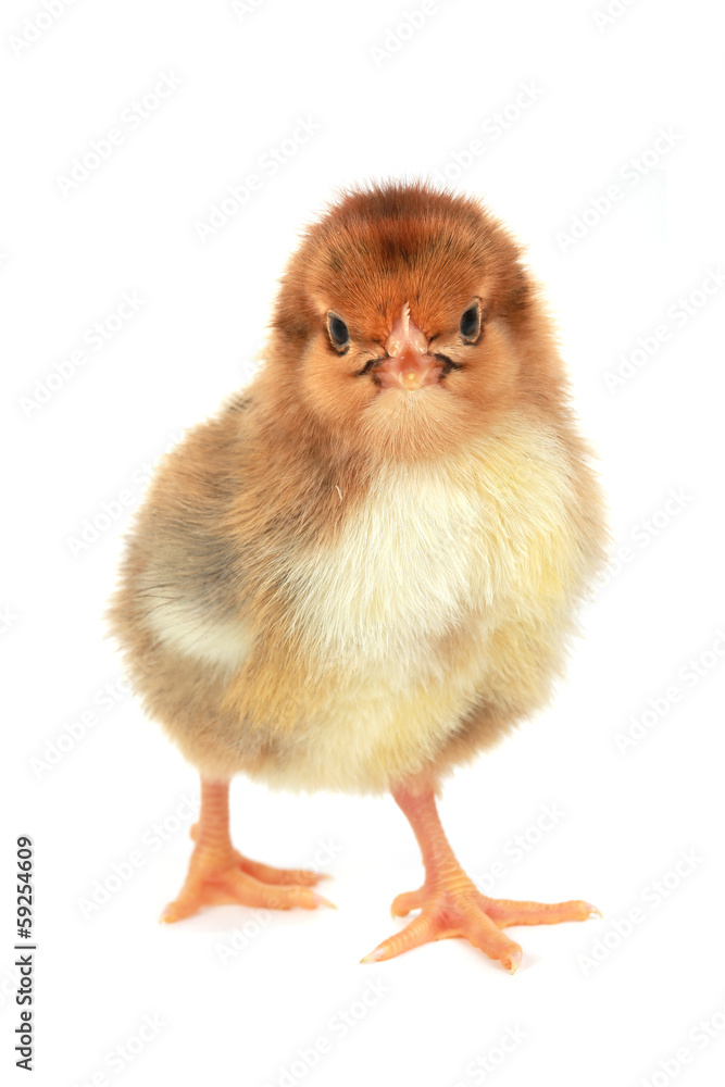 yellow chicken yellow chicken