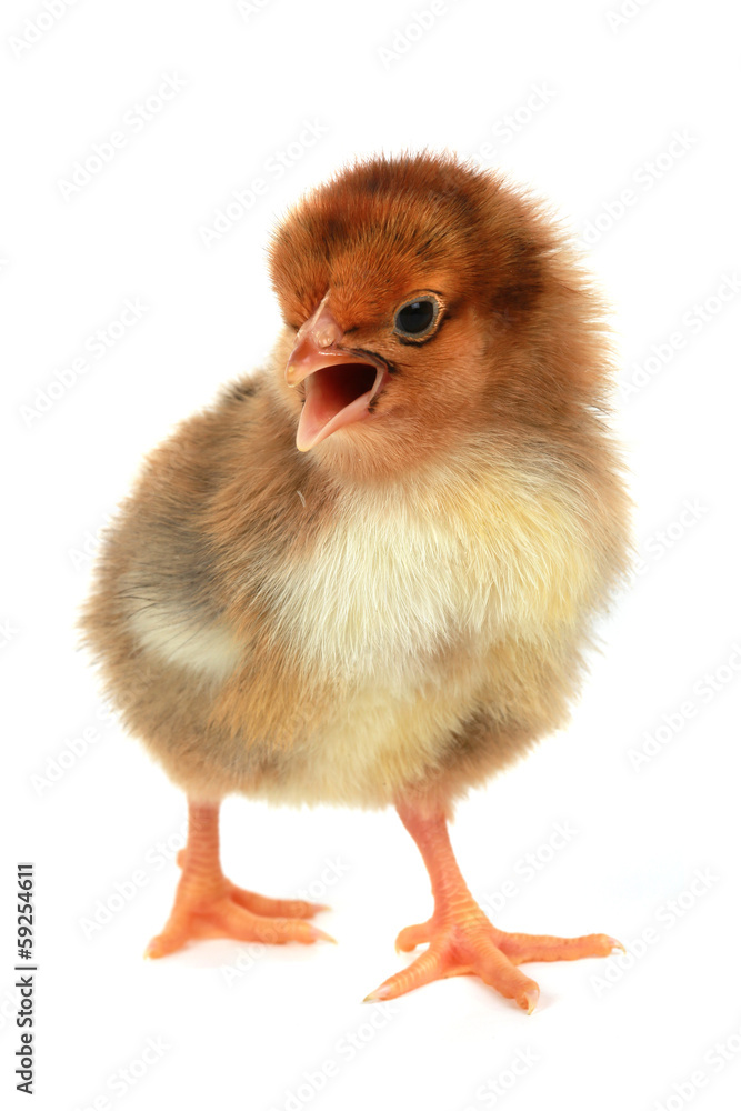 yellow chicken yellow chicken