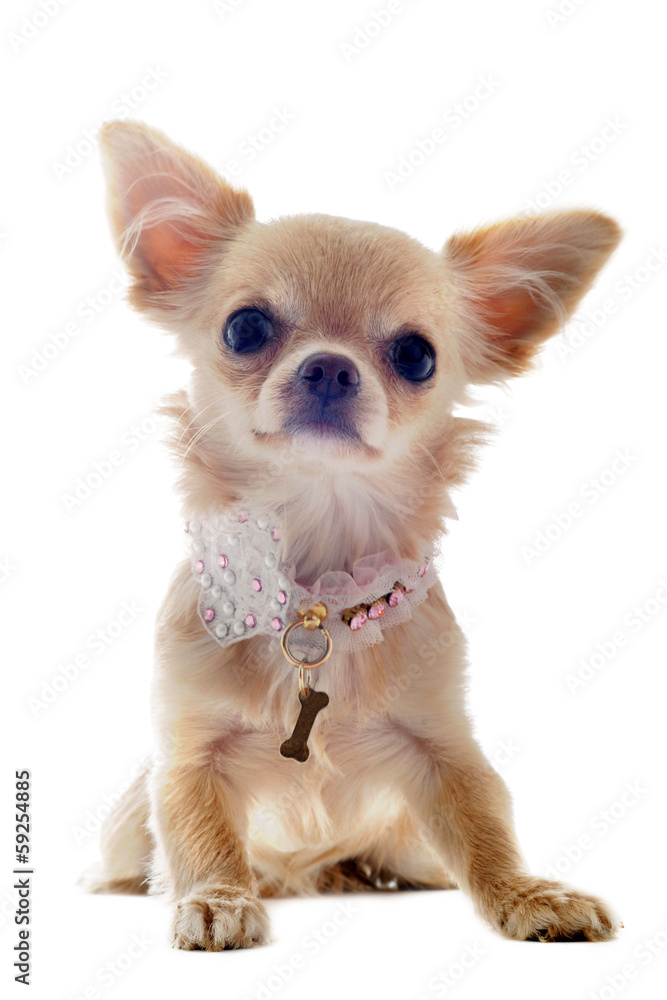 Obraz premium puppy chihuahua