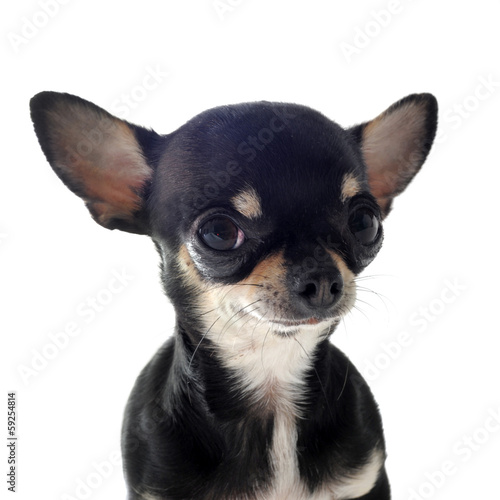 puppy chihuahua © cynoclub