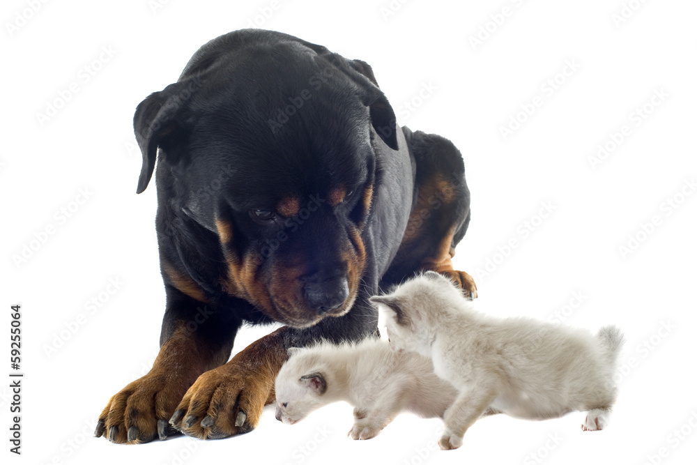 Fototapeta premium rottweiler et chatons