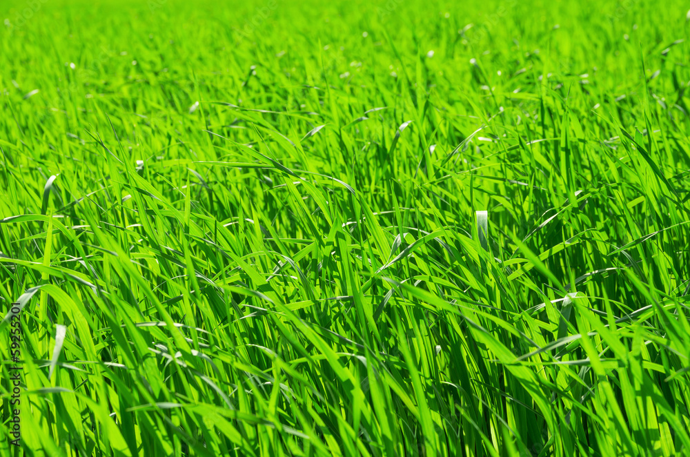 Green Grass Green Grass