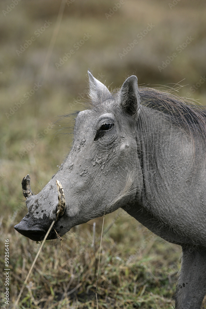 Warthog, Phacochoerus aethiopicus Warthog, Phacochoerus aethiopicus