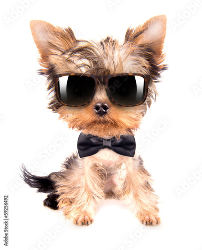 dog wearing a neck bow and shades © boule1301